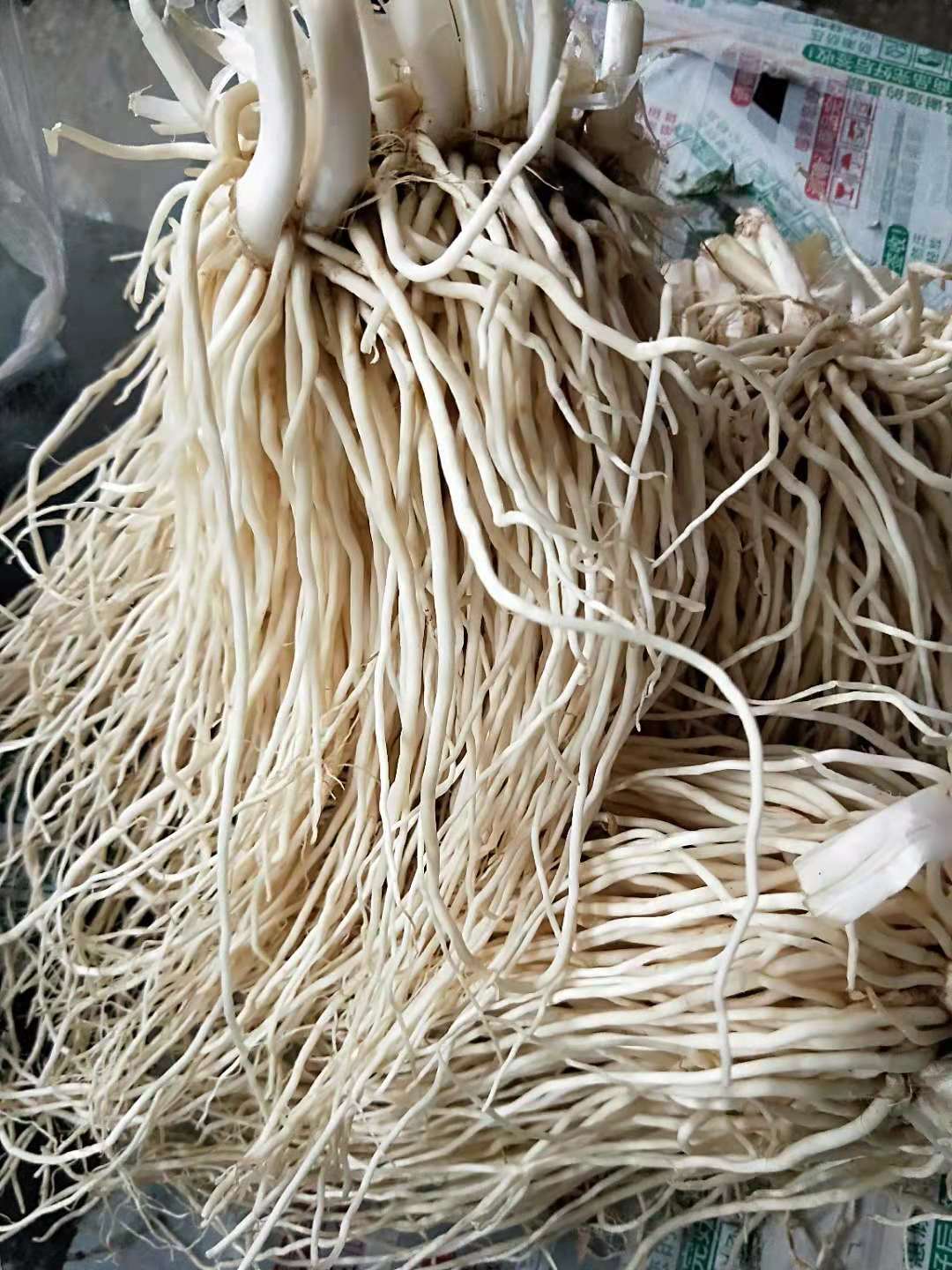 菜根新鲜包邮云南大韭月子腌制炖汤疏菜现挖叶菜类