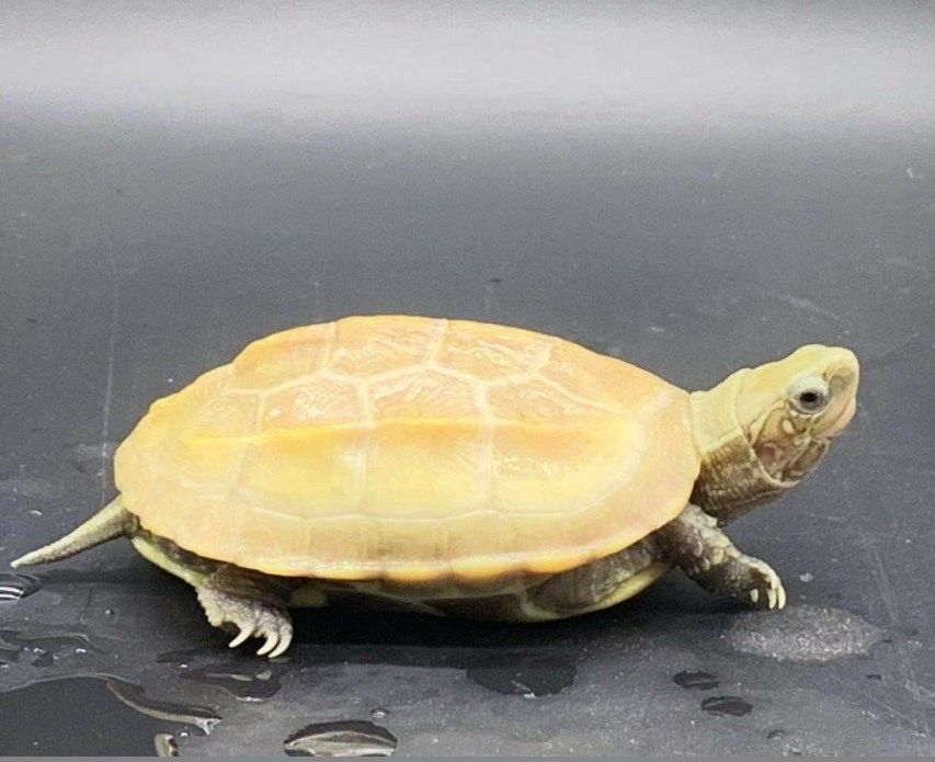 乌龟活物白玉草龟长寿龟自养白化宠物稀有变异龟