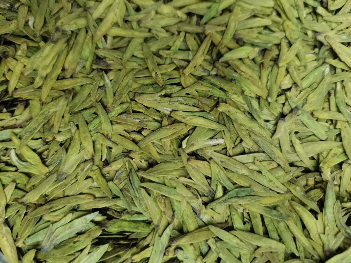 2022新茶上市明前龙井43号甘肃陇南文县碧口龙井茶非西湖