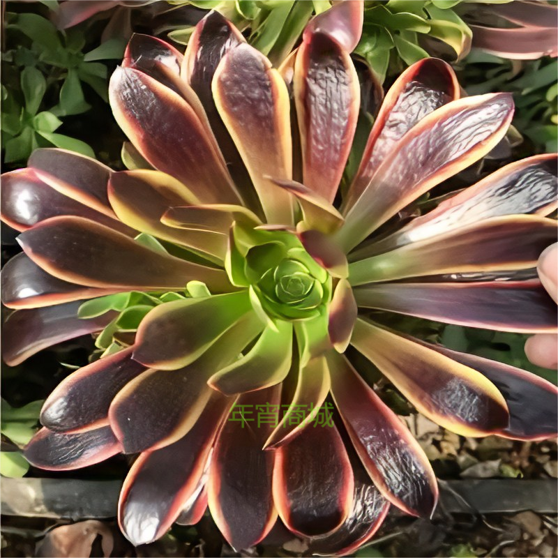 高端法师锦欧佳丽欧佳佳利多肉植物稀有有趣味多肉植物