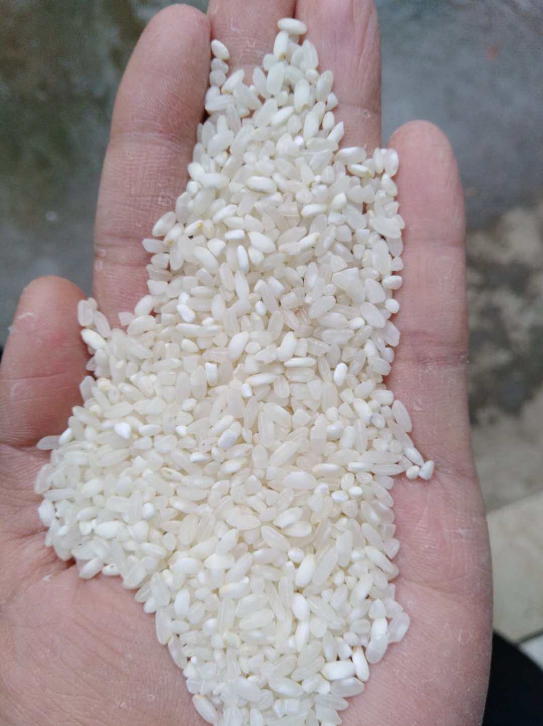 肠粉大米珍桂石磨肠专用陈米广东1吨1000kg大米