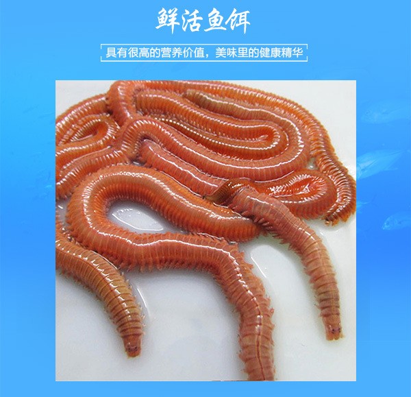 活沙蚕海蜈蚣饵料海蚯蚓钓鱼好用的钓饵野钓全能活饵包邮沙虫鲜活