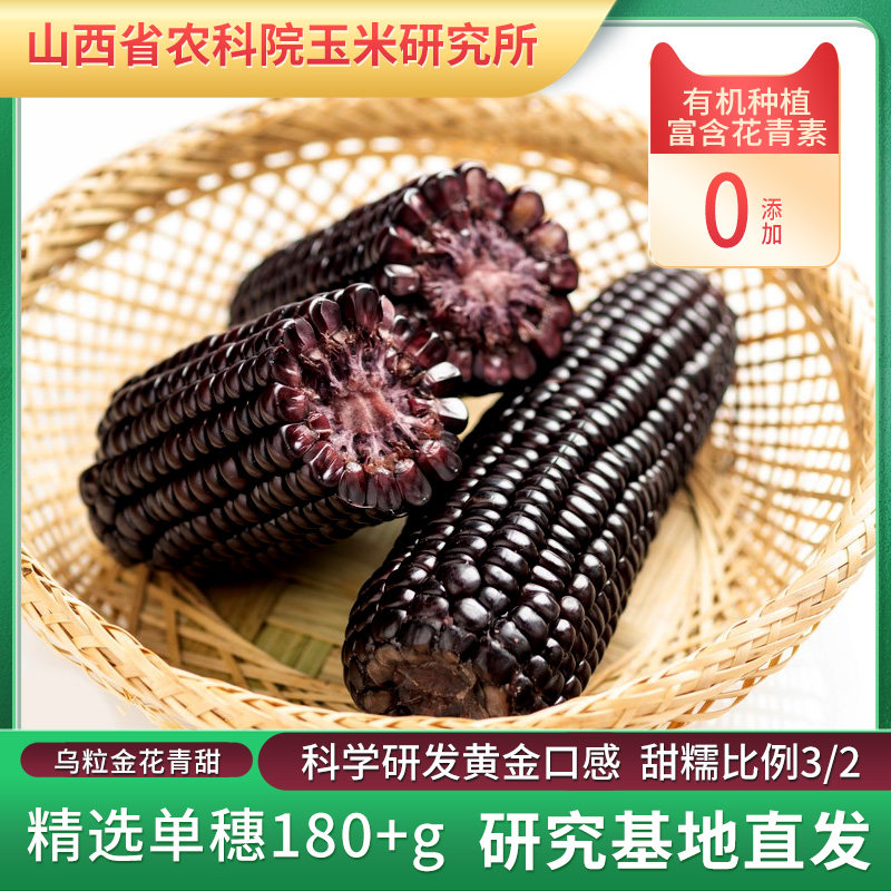 玉米乌粒金花山西农科院研究所转基因黑玉新鲜10根玉米