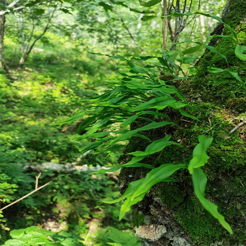 肾精东北长白山野生化石草石苇茶男性养生调理养生茶