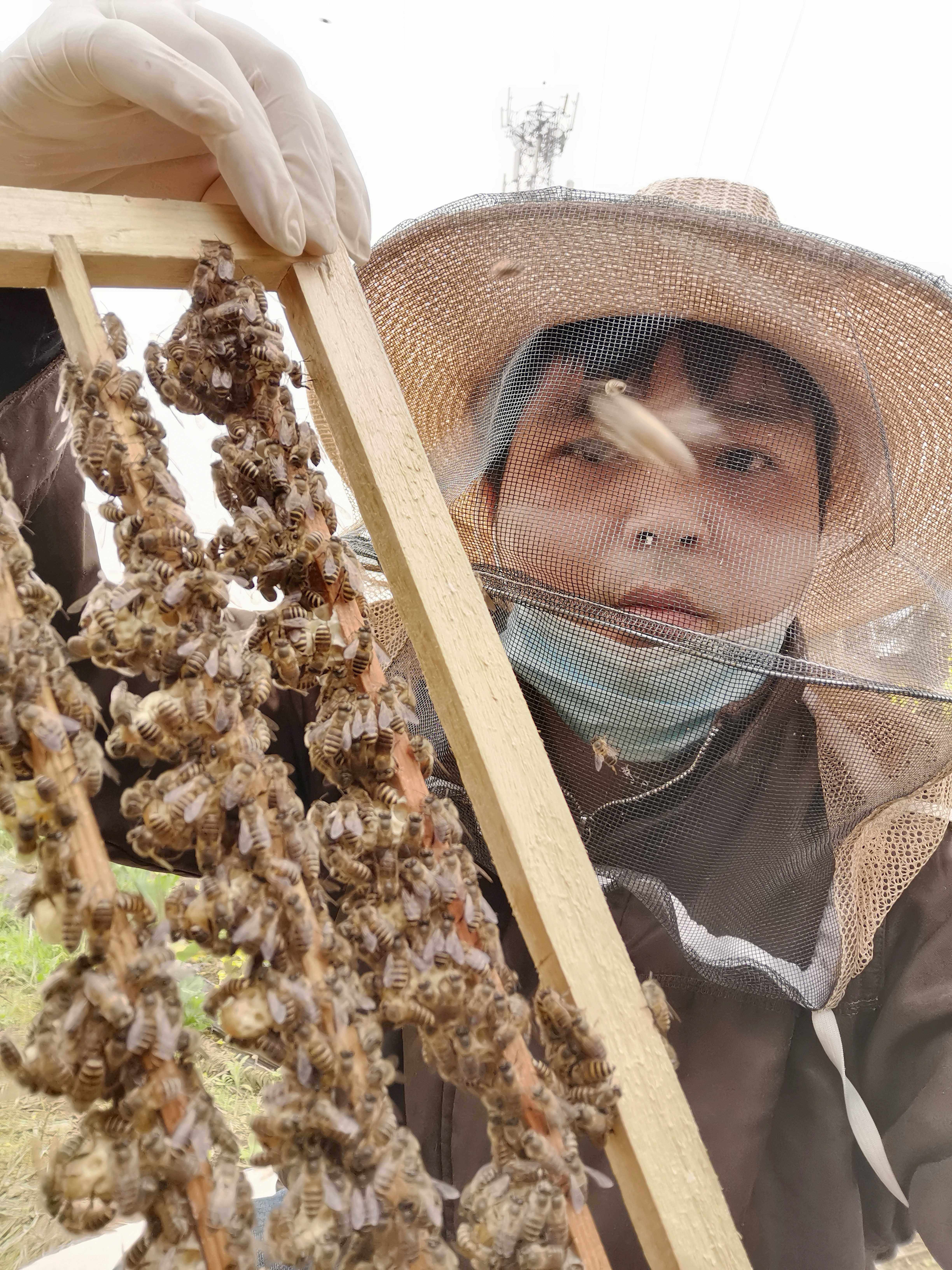 中华蜜蜂王四川阿坝原种蜂王川东蜂天柱蜂大力王原种王处女王1送1