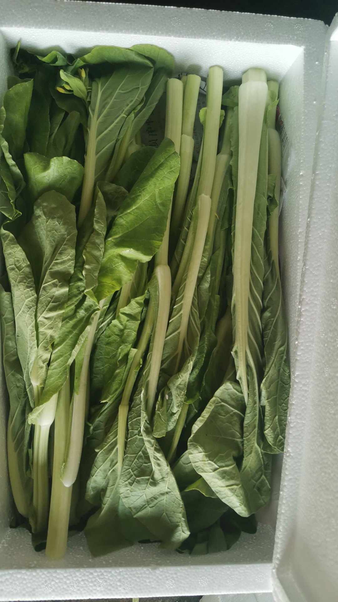 顺丰包邮白菜苔新鲜湖南菜苔甜菜苔青菜新鲜蔬菜农家自种青菜