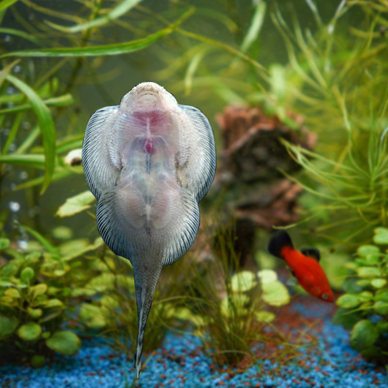 冷水鱼清道夫贵州爬岩麦氏吸鳅琵琶清理鱼缸玻璃鱼