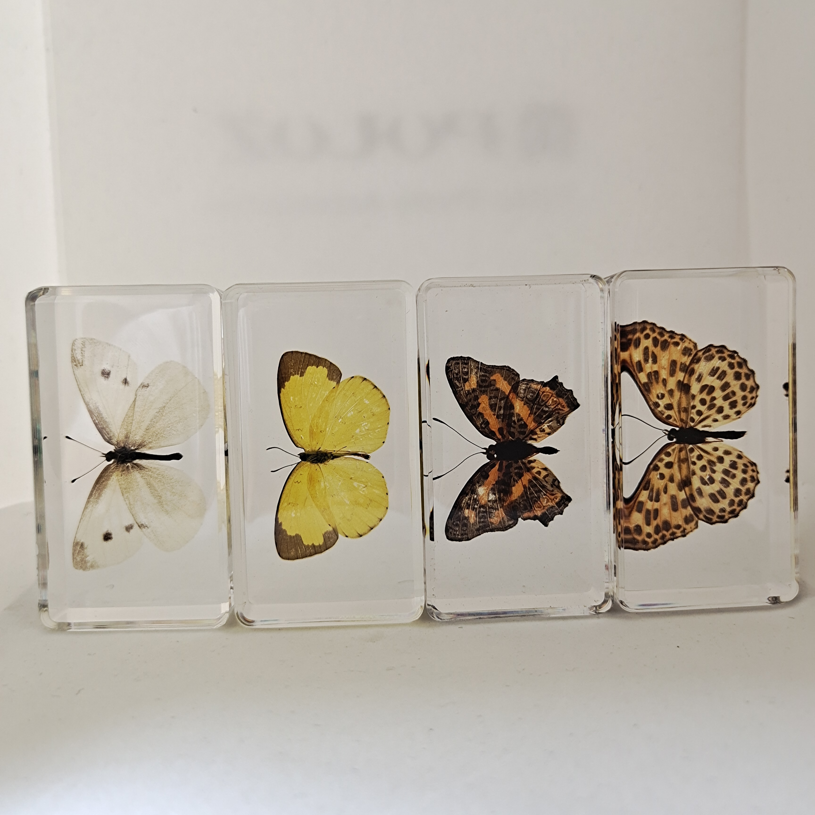 幼儿园真实动物昆虫树脂标本蟋蟀蜘蛛蝎子蝗虫科学实验