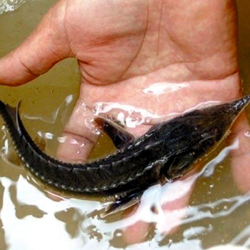 鱼苗中华杂交鲟龙龙鱼尖嘴冷水淡水淡水鱼可混鱼