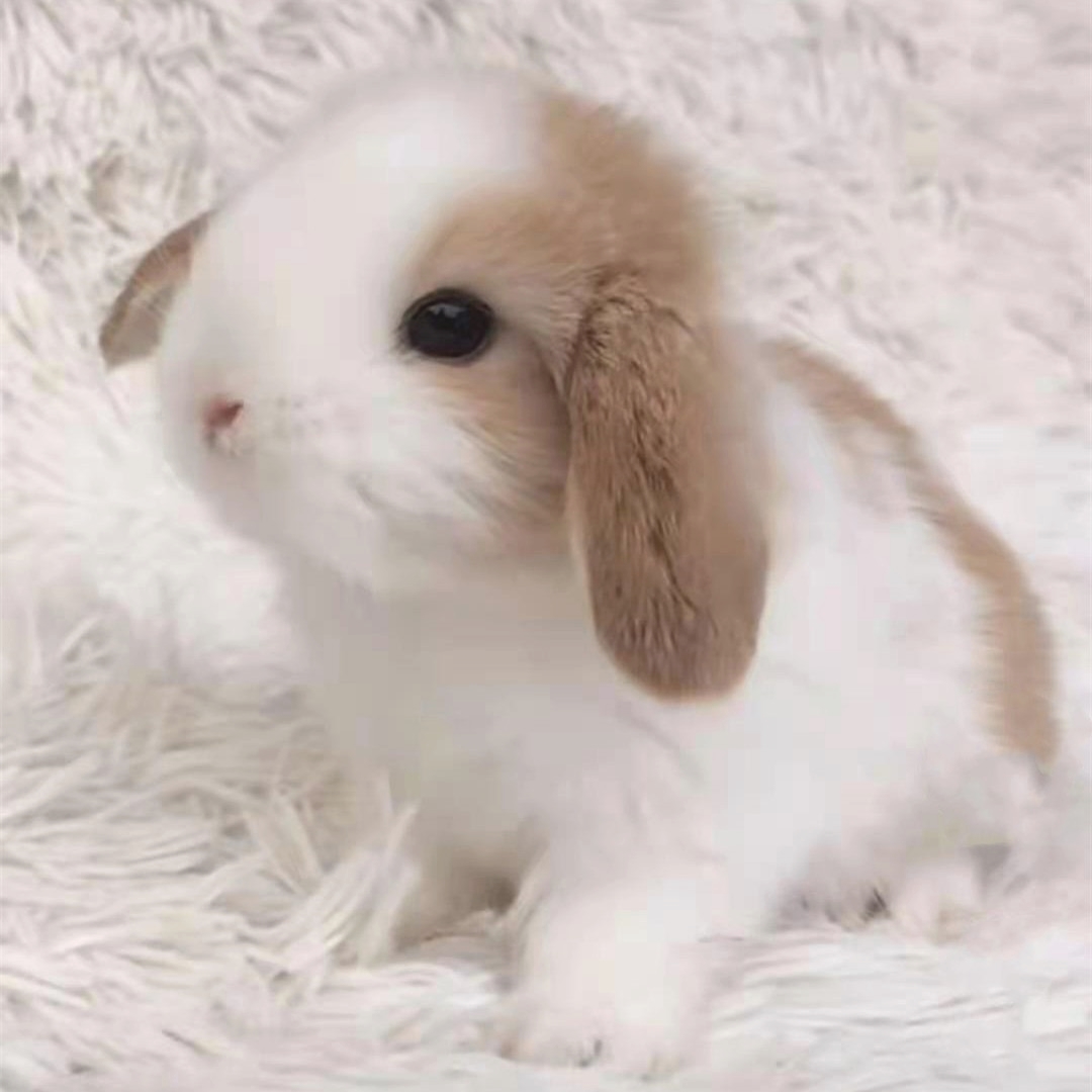 兔子真的动物小白兔活体网红长毛长毛兔活物大型兔