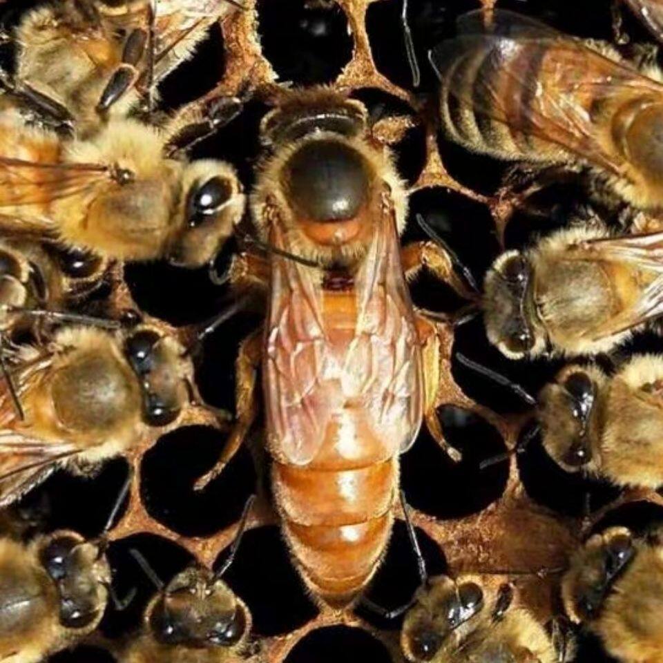 意蜂王种王新开产王 蜂王活体 产卵王 蜜浆高产王 意蜂生产王