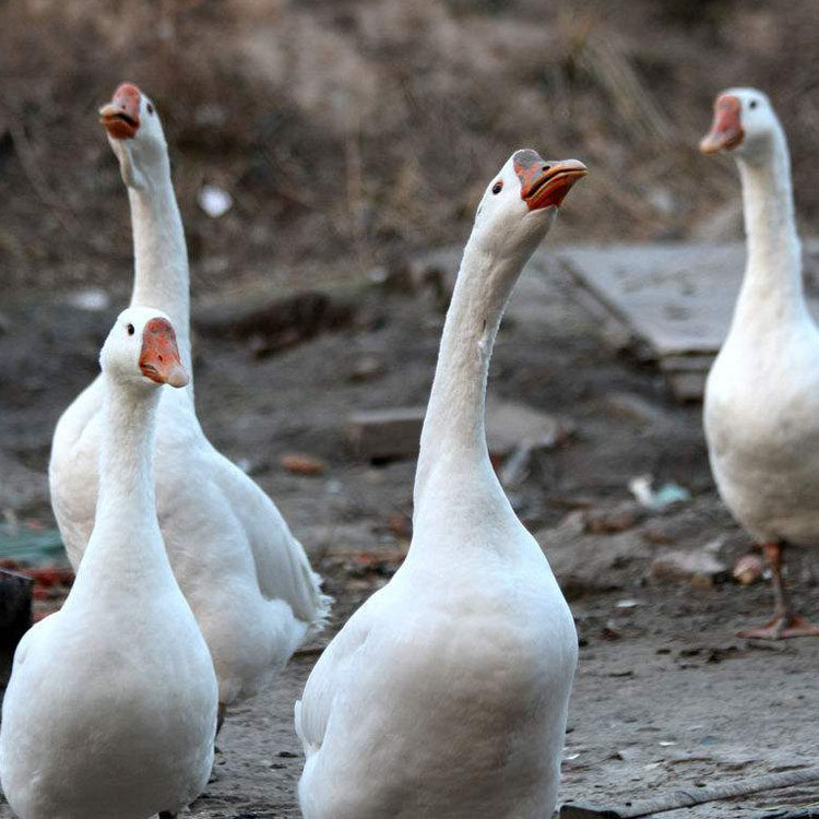 东北北大鹅肉黑龙江农家散养新鲜草大白鹅土鹅头鹅肉