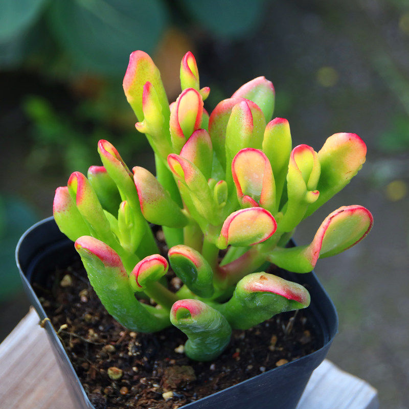 发财树吸财树老桩多肉植物玉树系列绿植花卉盆栽多肉植物