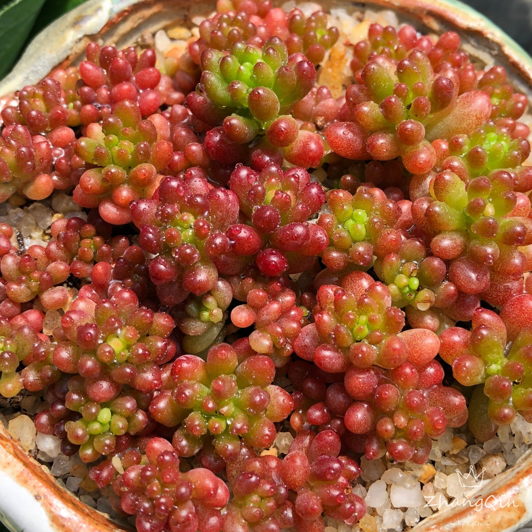 浆果多肉群生植物多头小叶满盆观赏多肉植物