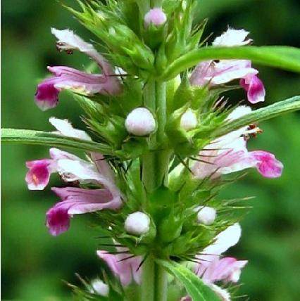 新鲜现采益母草益母蒿益母艾红花艾郁臭草500克其它