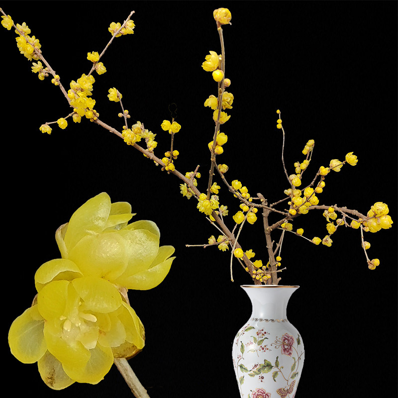 腊梅花枝鲜切花干支蜡梅满屋香