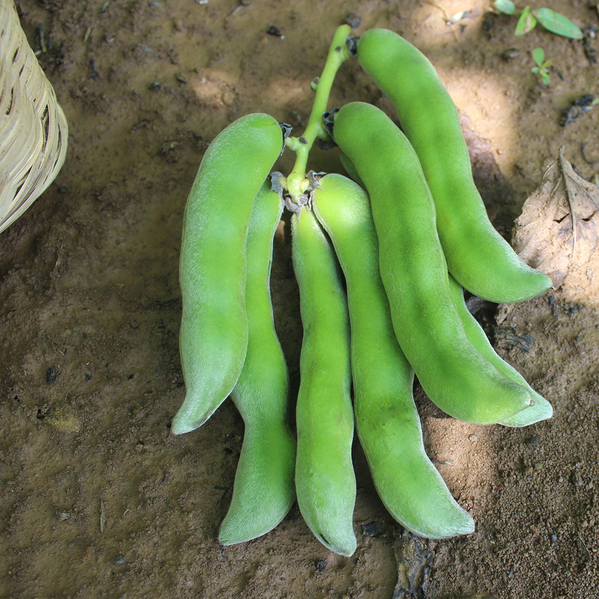 豆荚猫豆龙爪豆狗儿豆毛豆猫猫大豆新鲜新鲜豆类