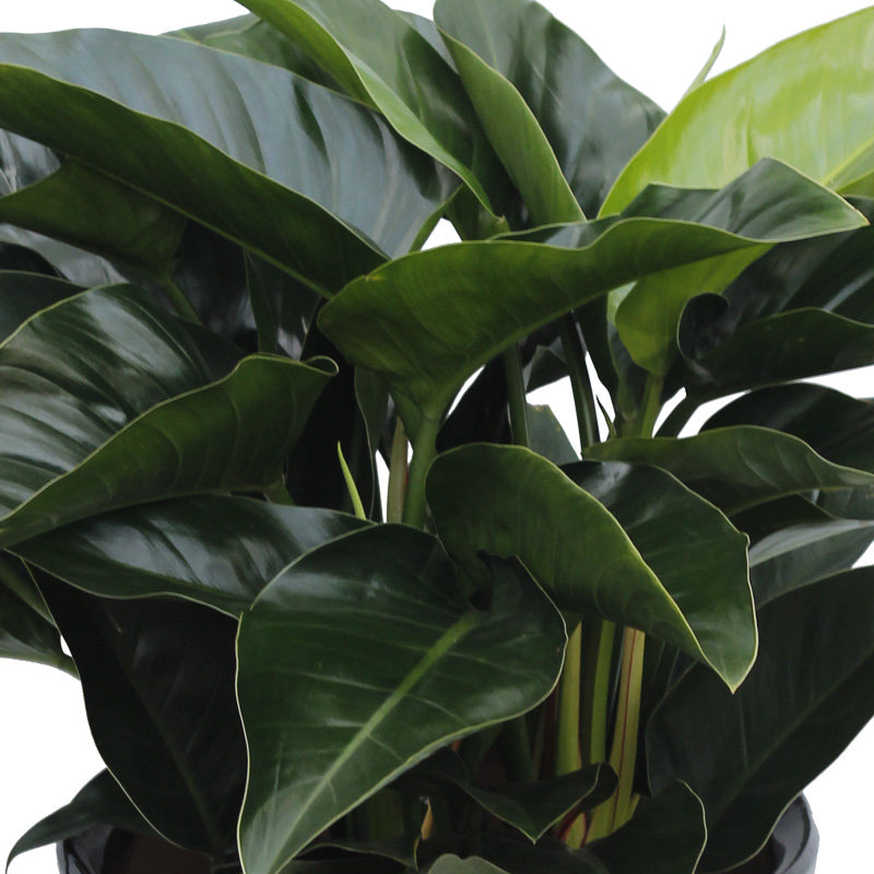 北京地区大金金钻大叶叶子植物甲醛室内盆栽好养大型绿植