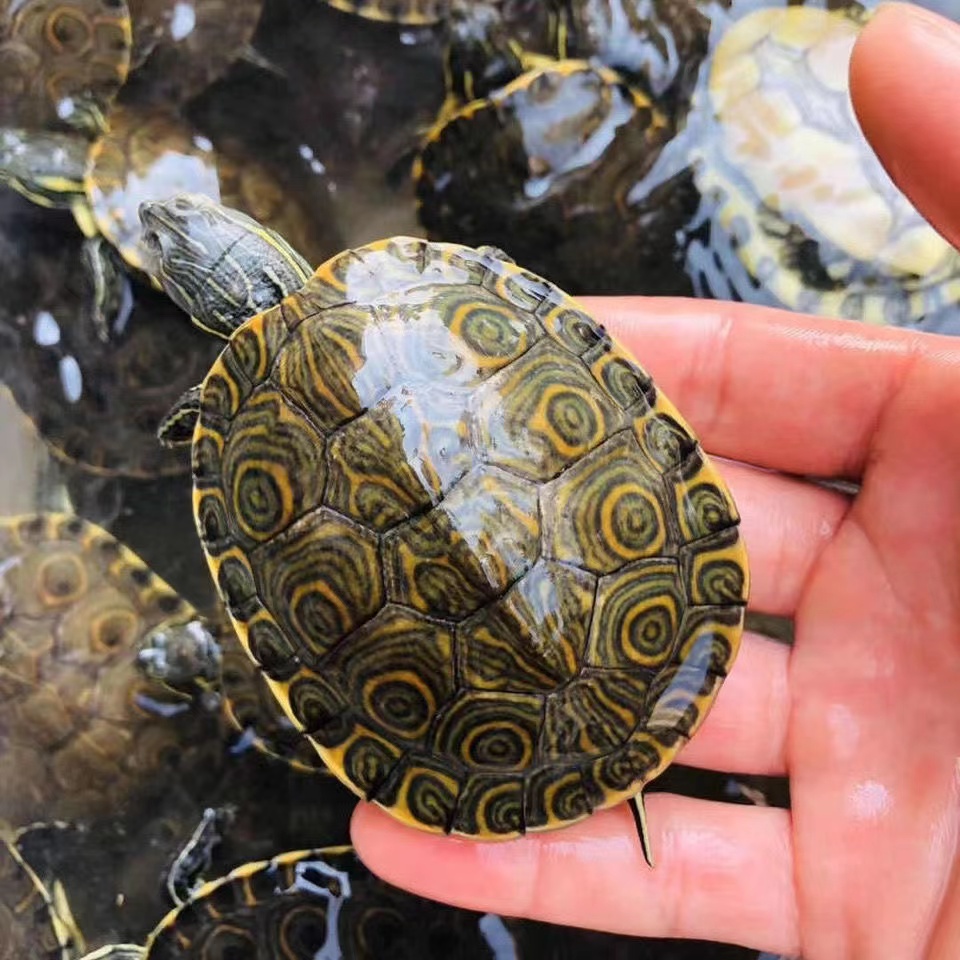 活体大河甜甜圈深水鱼缸混养小乌龟观赏东部佛州龟