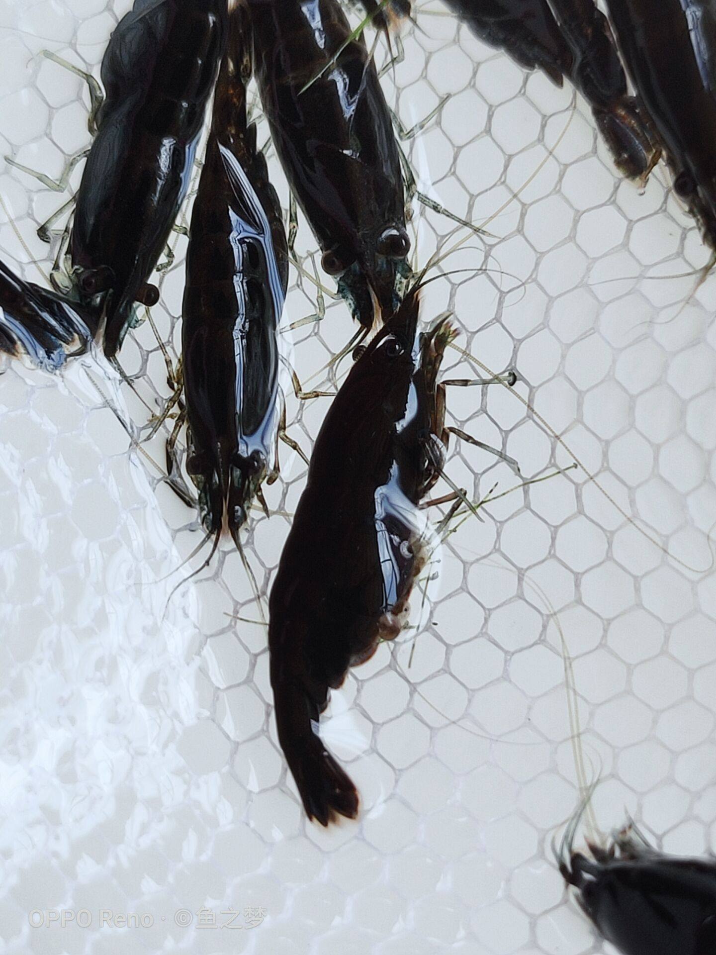 新款琉璃带卵樱花香吉士观赏巧克力虾极繁殖虾虾虾