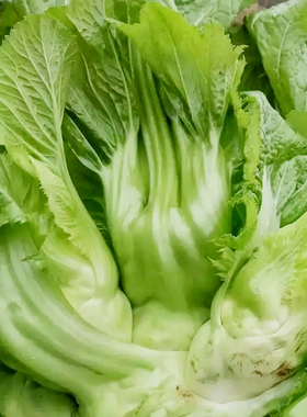 脆嫩大头娃娃菜抱子芥菜种籽孑儿菜