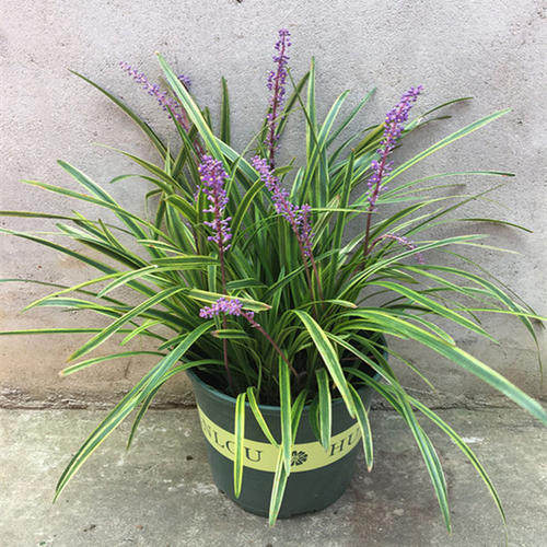 植物金边麦冬盆栽庭院花卉彩色优秀地被草坪宿根