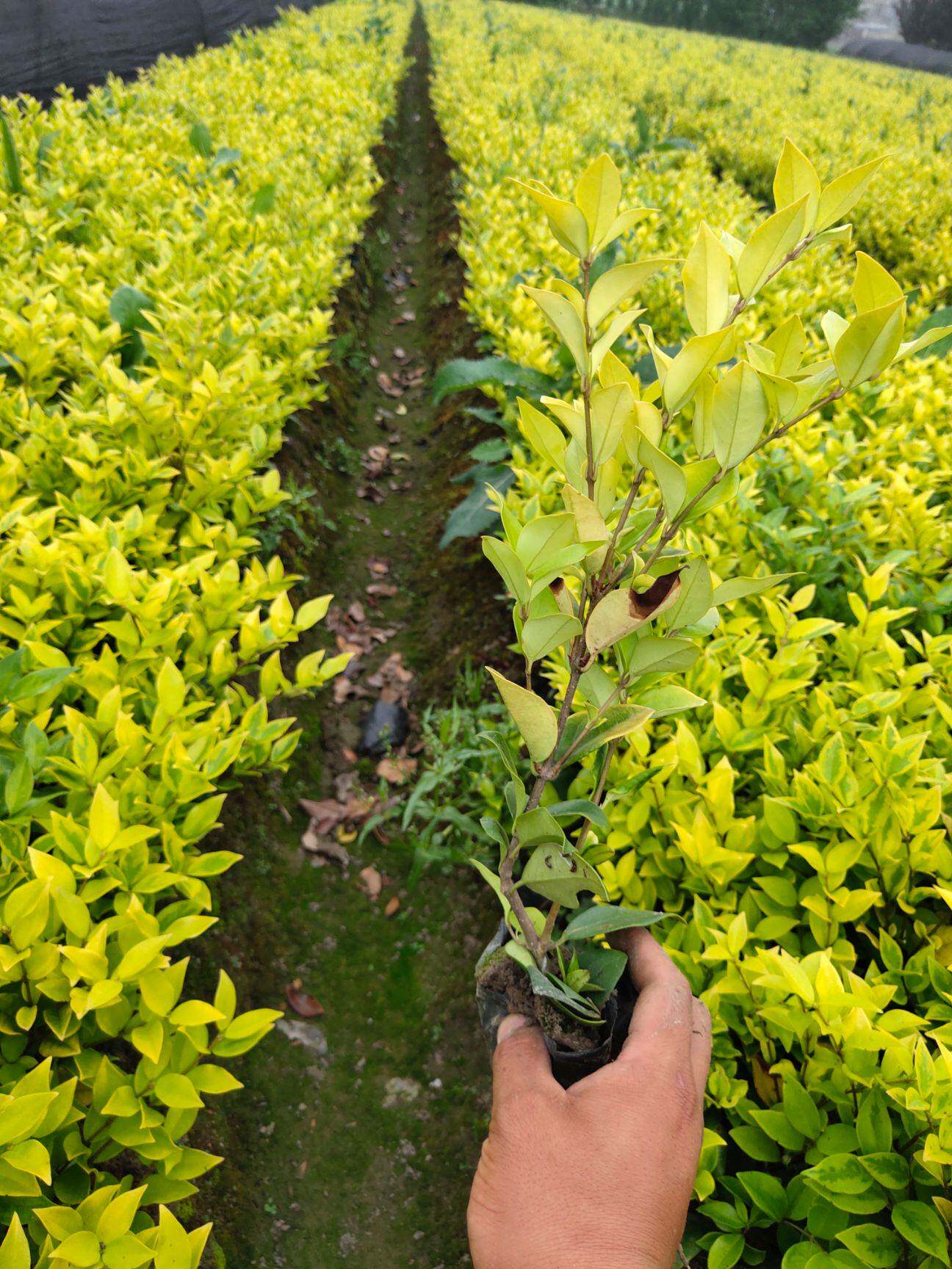 苗木苗圃自产产金森女女贞苗小苗床工程绿化观叶