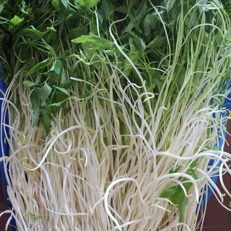 芹菜水芹安徽无为特产芹芽新鲜蔬菜江浙沪10斤其它