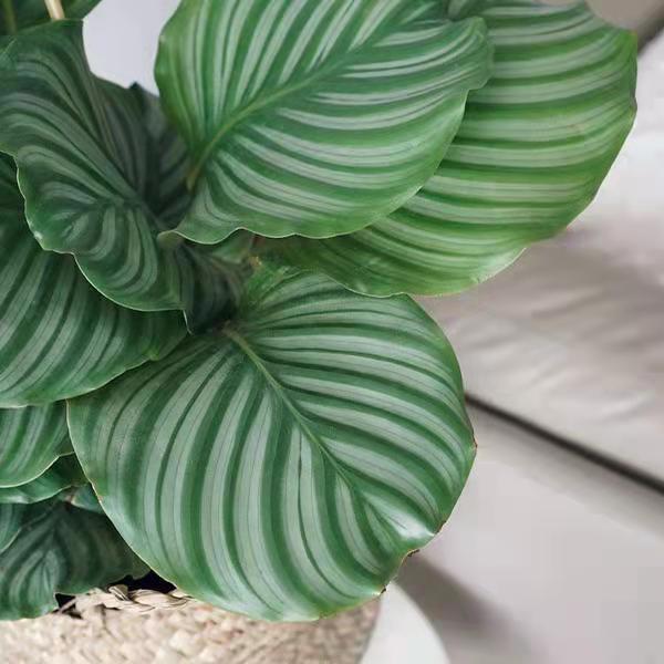 青苹果彩虹孔雀竹芋北欧欧风绿植水培观叶好养桌面绿植