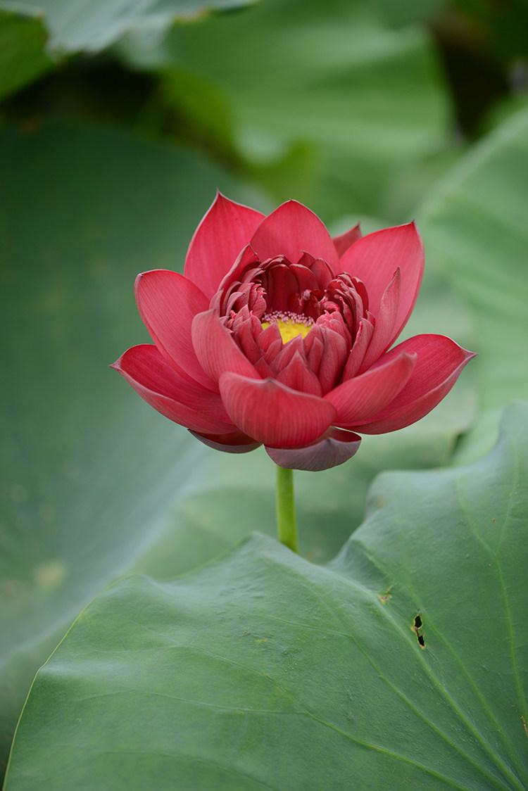 碗莲乌托邦墨红深红色水生花卉大型盆栽观赏荷花花卉