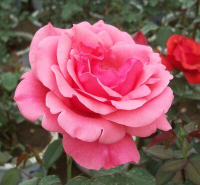 粉扇大花月季粉红系国月玫瑰灌木四季勤花耐寒时令草本花卉