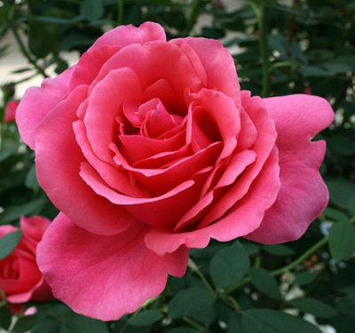 粉扇大花月季粉红系国月玫瑰灌木四季勤花耐寒时令草本花卉