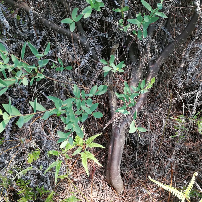 了哥王根新鲜野生现挖剥皮发货500g雀仔麻九信草山豆了地棉根