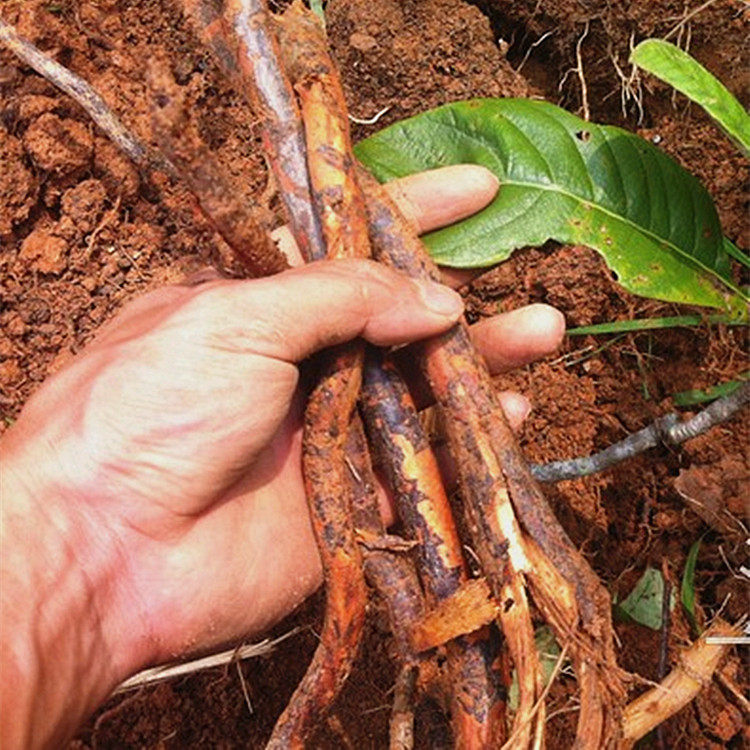 新鲜枇杷根枇杷叶琵琶叶中药材500g顺丰