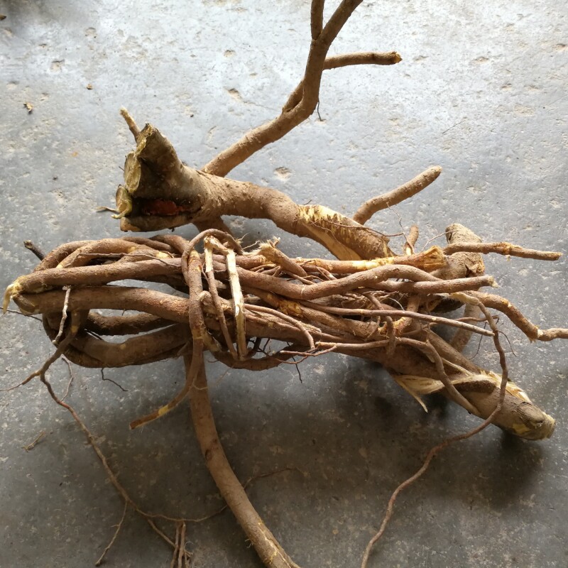 了哥王根新鲜野生现挖剥皮发货500g雀仔麻九信草山豆了地棉根