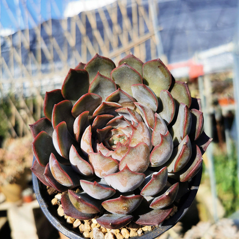 暗冰单头多植物云南基地露养肉肉可和其他一起多肉植物