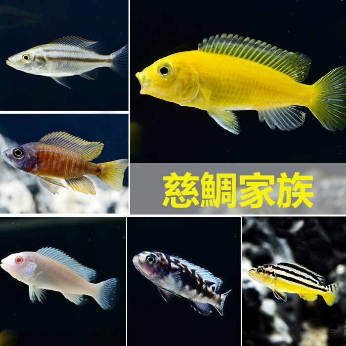 热带鱼观赏鱼非洲王子阿里斑马雪中三湖马鲷活体鱼