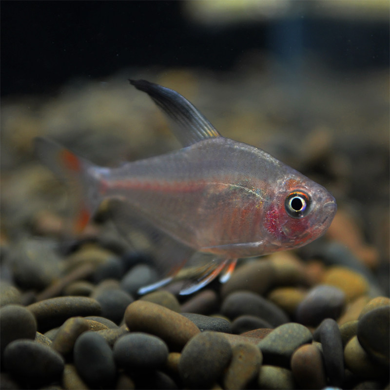 黑尾大勾鱼玫瑰扯旗灯科鱼草缸鱼群游鱼小型鱼热带鱼观赏鱼淡水鱼