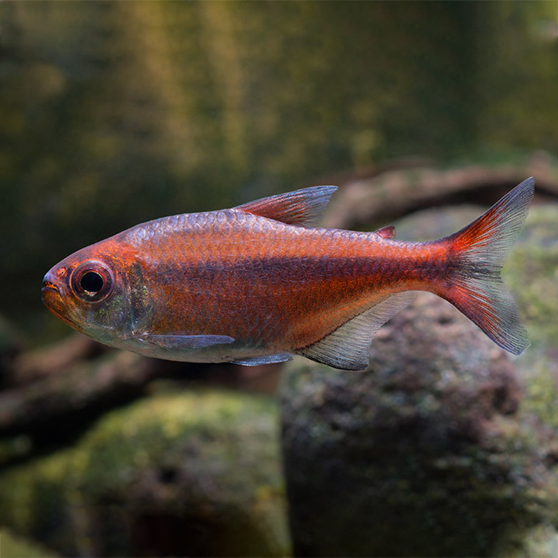 红月可卡灯鱼高端稀有南美草缸淡水鱼热带鱼观赏鱼鱼