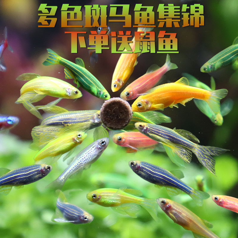 热带鱼大帆蝶翼长尾红蓝荧光斑马鱼鱼练手活体热带鱼---->去商城购买
