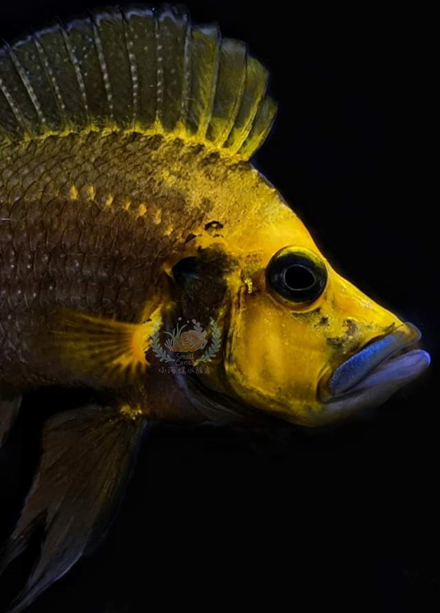 进口黄金虎金虎金头虎喷虎白喷虎三湖慈鲷坦鲷淡水鱼