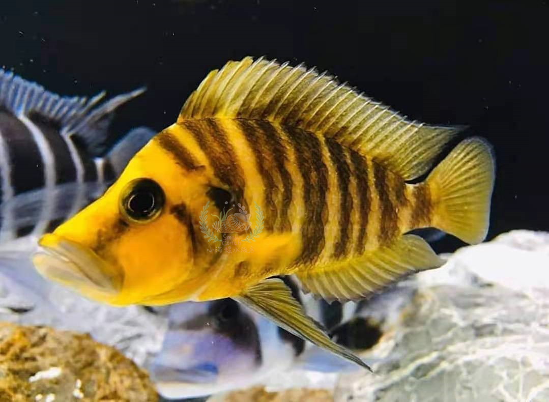 黄金虎金虎金头虎喷虎白喷虎珍珠三湖慈鲷坦鲷活体鱼