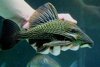 南美野生异型l191哥伦比亚绿皮皇冠冠豹异形清道夫鱼