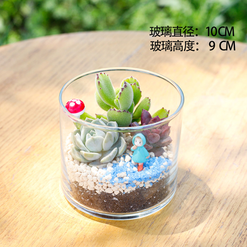 多肉组合植物盆栽玻璃瓶diy创意礼物含盆绿植半成品肉多多半成品