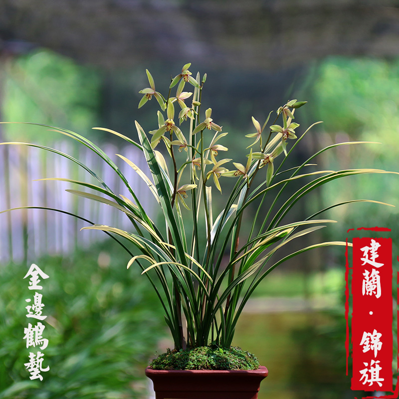 翁源兰花花苗四季建兰锦旗叶带金边锦鹤开花花卉