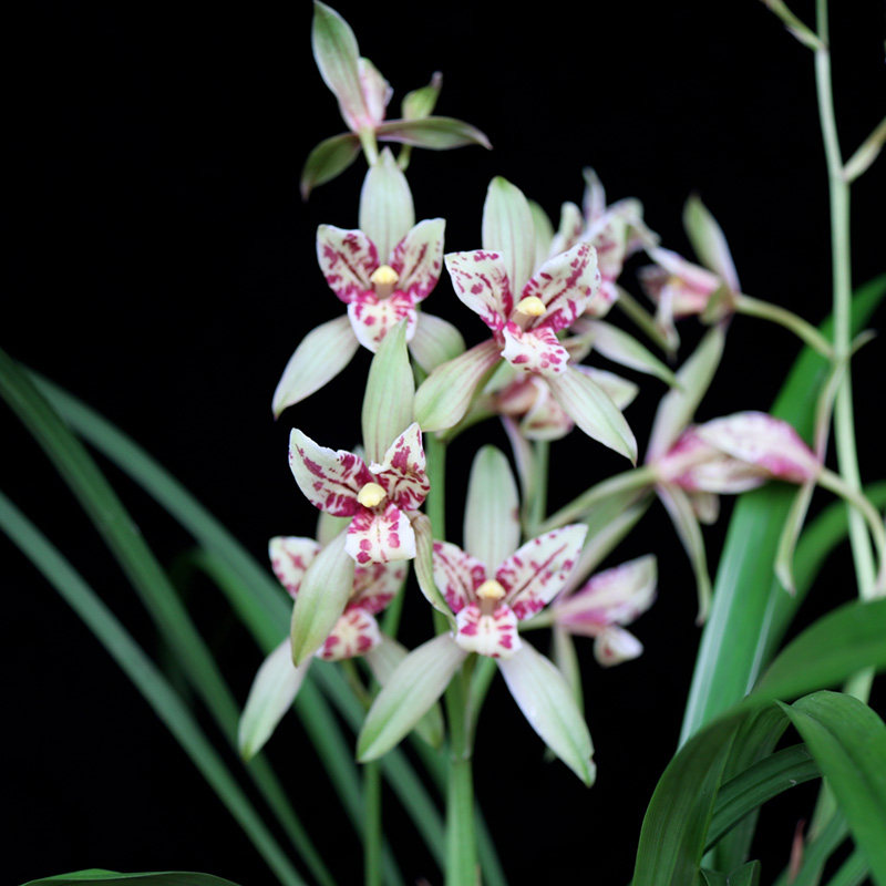 翁源兰花建兰宝岛仙女奇花三星蝶带花苞浓香花卉