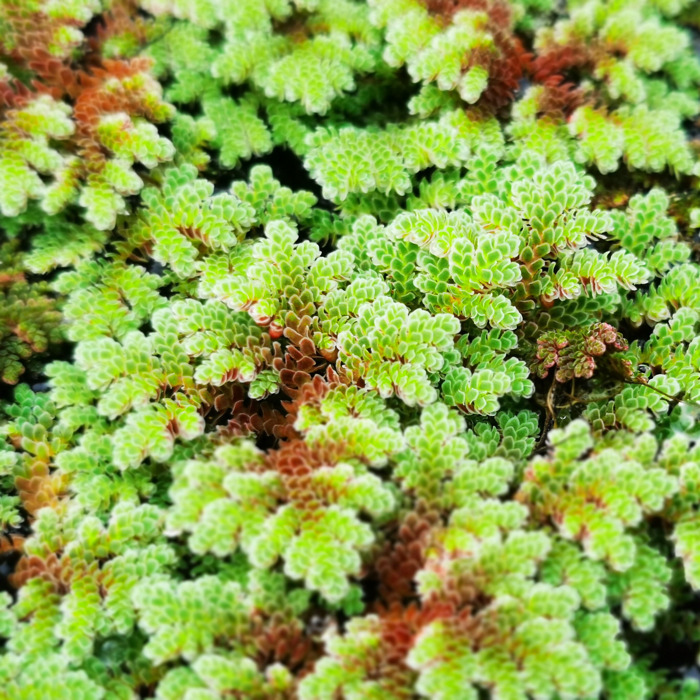 绿萍满江满江红红珊瑚浮萍红萍水生植物净化水质水草