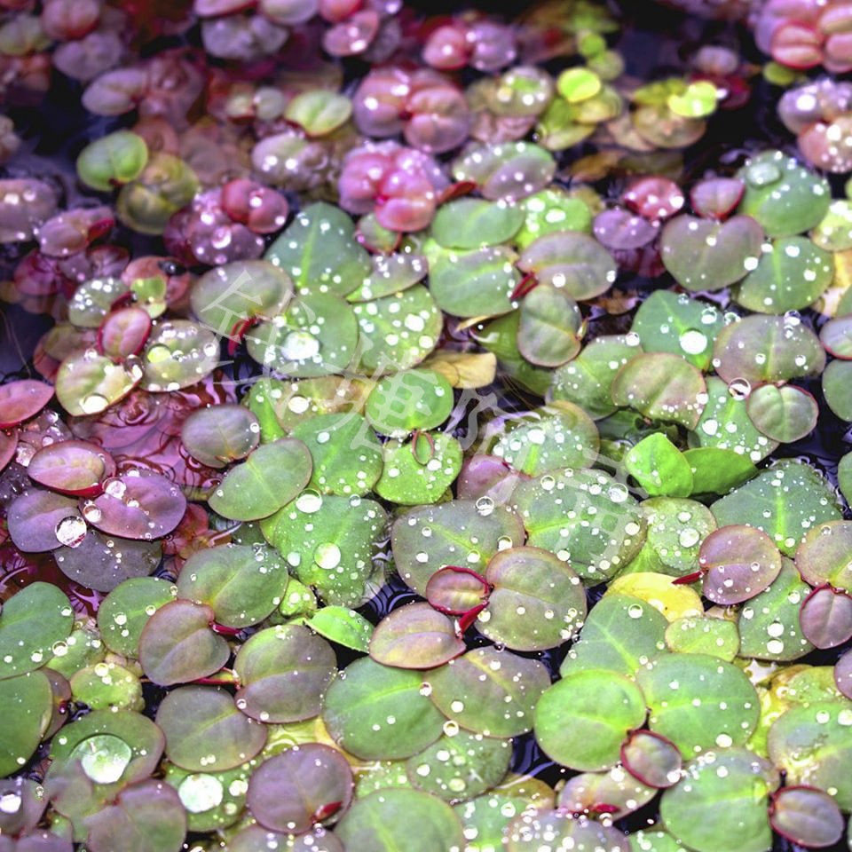 水草浮萍水生生水培水植物鱼缸草缸造景景观水草