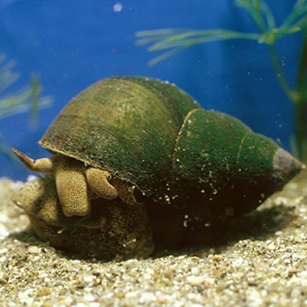 包活大田螺观赏螺活体金鱼锦鲤龙鱼缸吃粪便垃圾藻类清洁螺清道夫