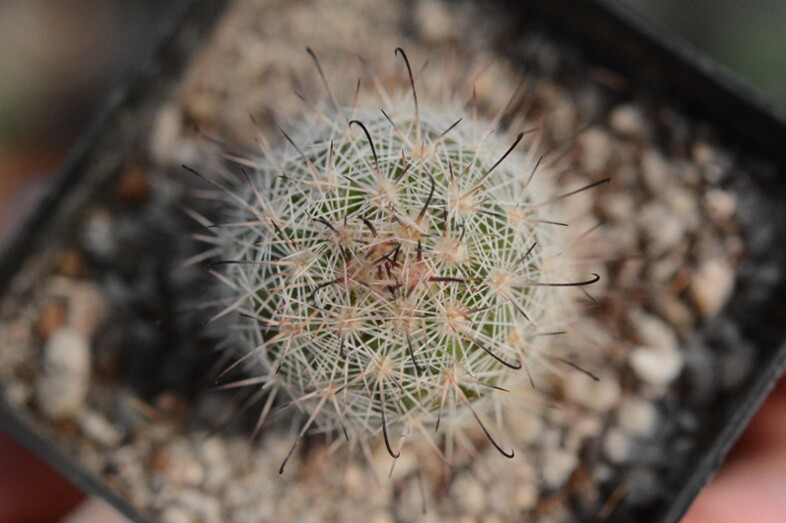 白天丸 实生仙人球 乳突属多肉植物 稀有爱开花品种 球径3cm左右